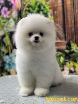 Pomeranian Boo Kar Beyaz 3