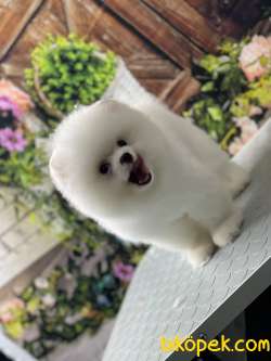 Pomeranian Boo Kar Beyaz 4