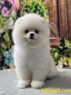 Pomeranian Boo Kar Beyaz 1