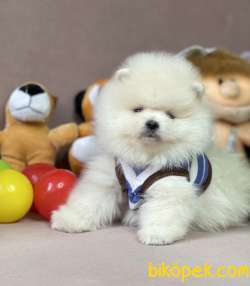 Pomeranian Boo Kar Beyaz Ayicik Surat Yavrularımız 4