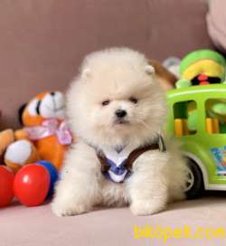 Pomeranian Boo Kar Beyaz Ayicik Surat Yavrularımız 1
