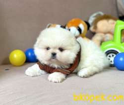 Pomeranian Boo Kar Beyaz Ayicik Surat Yavrularımız 5