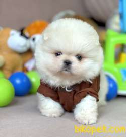 Pomeranian Boo Kar Beyaz Ayicik Surat Yavrularımız 3