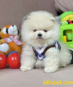 Pomeranian Boo Kar Beyaz Ayicik Surat Yavrularımız 2