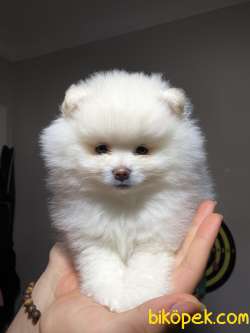 Pomeranian Boo Kar Beyazı Mini Showclass 1