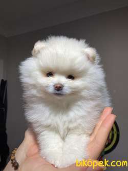 Pomeranian Boo Kar Beyazı Mini Showclass 3