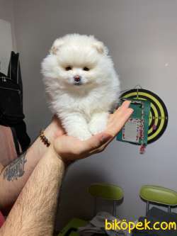 Pomeranian Boo Kar Beyazı Mini Showclass 2