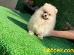 Pomeranian Boo Kardeşler 2