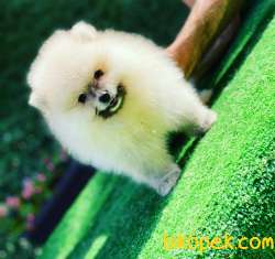 Pomeranian Boo Kardeşler 3
