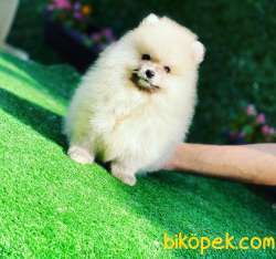 Pomeranian Boo Kardeşler 4