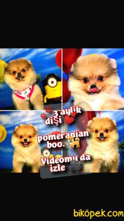 POMERANİAN BOO KIZ YAVRUMUZ SHİLA / Yavrupatiler 1