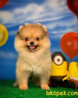 POMERANİAN BOO KIZ YAVRUMUZ SHİLA / Yavrupatiler 2