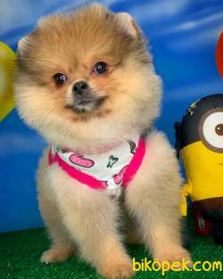 POMERANİAN BOO KIZ YAVRUMUZ SHİLA / Yavrupatiler 3