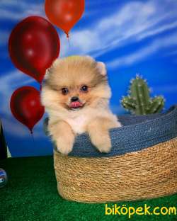 POMERANİAN BOO KIZ YAVRUMUZ SHİLA / Yavrupatiler 4