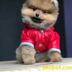 Pomeranian Boo Kızımız  Diamond 3
