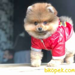 Pomeranian Boo Kızımız  Diamond 2
