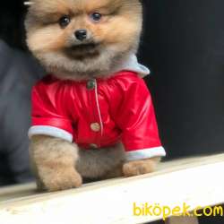 Pomeranian Boo Kızımız  Diamond 4