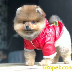 Pomeranian Boo Kızımız  Diamond 1