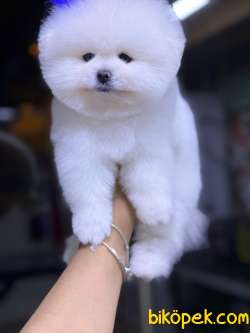 Pomeranian Boo Kore Erkek Yavrumuz Sıcak Ailesini Arıyor 2
