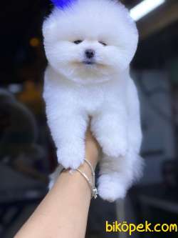Pomeranian Boo Kore Erkek Yavrumuz Sıcak Ailesini Arıyor