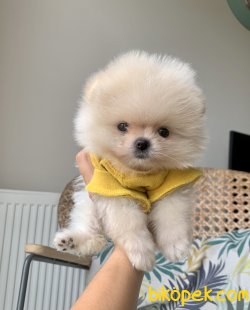 Pomeranian Boo Kore Tip Yavrular Teacup 3