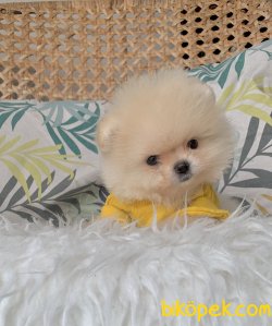 Pomeranian Boo Kore Tip Yavrular Teacup 2