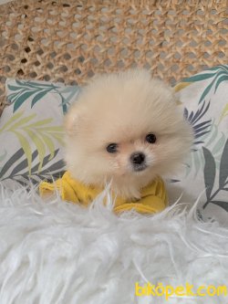 Pomeranian Boo Kore Tipi Ayicik Yavrular 4