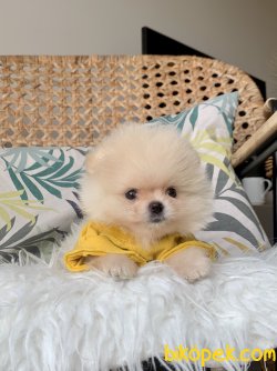 Pomeranian Boo Kore Tipi Ayicik Yavrular 3
