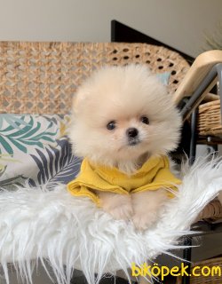 Pomeranian Boo Kore Tipi Ayicik Yavrular 5