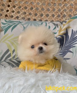Pomeranian Boo Kore Tipi Ayicik Yavrular 2
