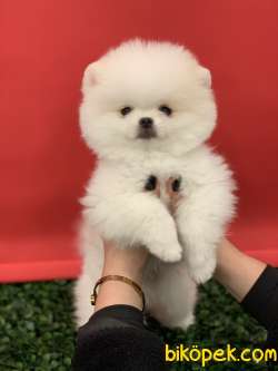 POMERANİAN BOO LEIN EN GÜZELLERİNDEN SANTE 2