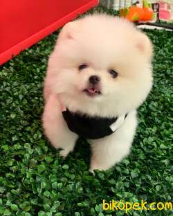 POMERANİAN BOO LEIN EN GÜZELLERİNDEN SANTE 3