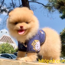 Pomeranian Boo Light Orange Renk Mini Yavrumuz 1