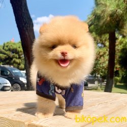 Pomeranian Boo Light Orange Renk Mini Yavrumuz 3