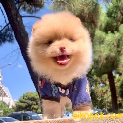 Pomeranian Boo Light Orange Renk Mini Yavrumuz 2