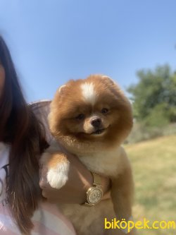 Pomeranian Boo Lucy En Kaliteli Dişi 4