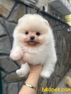Pomeranian Boo Mini Ayıcık Dişi Erkek Yavrularımız 1