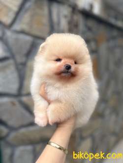 Pomeranian Boo Mini Ayıcık Dişi Erkek Yavrularımız 4