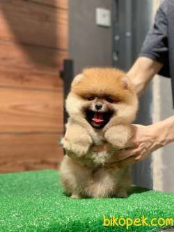 Pomeranian Boo Mini Ayıcık Erkek Yavrumuz Yeni Yuvasını Arıyor
