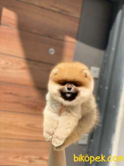 Pomeranian Boo Mini Ayıcık Erkek Yavrumuz Yeni Yuvasını Arıyor 2
