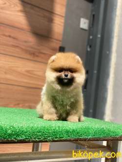 Pomeranian Boo Mini Ayıcık Erkek Yavrumuz Yeni Yuvasını Arıyor 3
