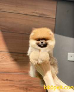 Pomeranian Boo Mini Ayıcık Erkek Yavrumuz Yeni Yuvasını Arıyor 4