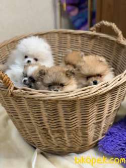 Pomeranian Boo Mini Ayicik Yavrularımız 2