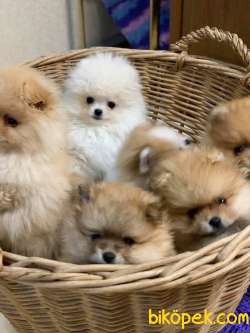 Pomeranian Boo Mini Ayicik Yavrularımız 1