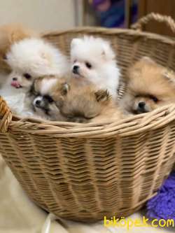 Pomeranian Boo Mini Ayicik Yavrularımız 3
