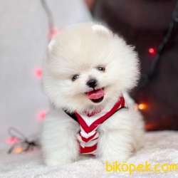Pomeranian Boo Mini Ayicik Yavrularımız 1