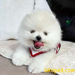 Pomeranian Boo Mini Ayicik Yavrularımız 3