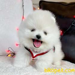 Pomeranian Boo Mini Ayicik Yavrularımız 2