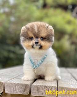 Pomeranian Boo Mini Ayicik Yavrularımız 1