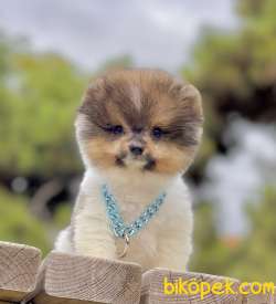 Pomeranian Boo Mini Ayicik Yavrularımız 4